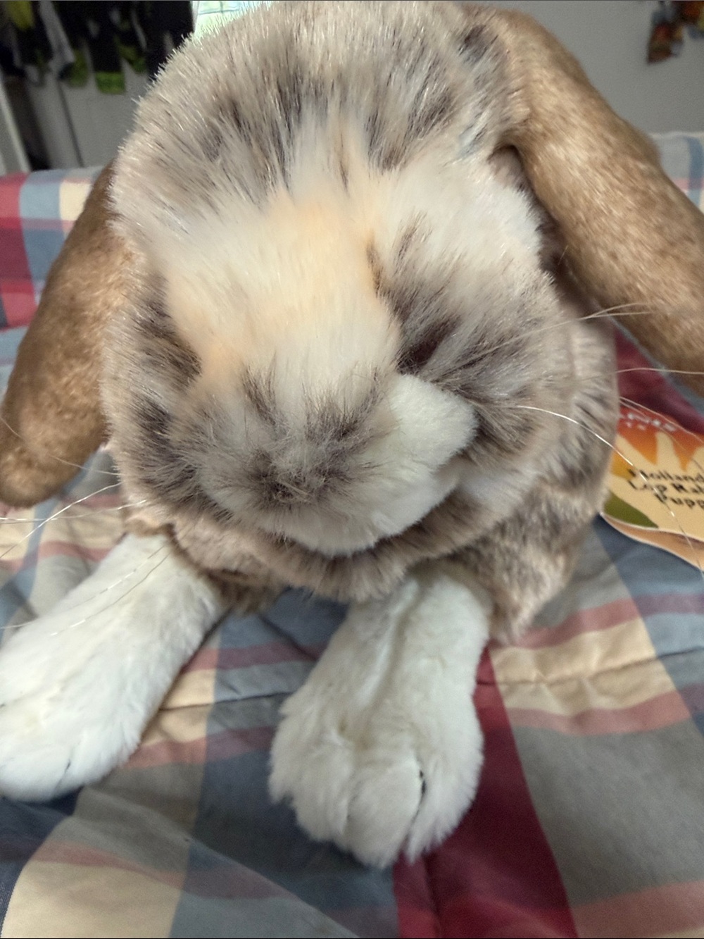 NWT Folkmanis puppet holland lop rabbit - Picture 2 of 4